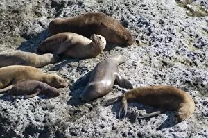 Images Dated 7th March 2009: Sea lions at Punta Piramide, Valdes Peninsula, Patagonia, Argentina, South America
