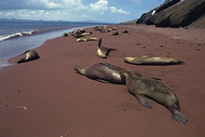 Sea Lion Prints: Sea lions, Rabida Island, Galapagos Islands, UNESCO World Heritage Site