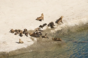 Images Dated 7th March 2009: Sea lions, Valdes Peninsula, Patagonia, Argentina, South America