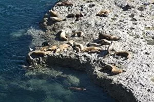 Images Dated 7th March 2009: Sea lions, Valdes Peninsula, Patagonia, Argentina, South America