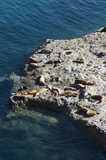 Images Dated 7th March 2009: Sea lions, Valdes Peninsula, Patagonia, Argentina, South America