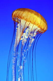Sea nettle jellyfish (chrysaora fuscescens), Monterey Aquarium, California