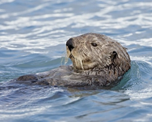 Sea otter (Enhydra lutris) on its back, Homer, Alaska, United States of America