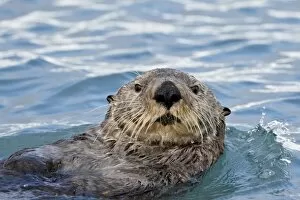 Images Dated 9th September 2009: Sea Otter (Enhydra lutris) on its back, Homer, Alaska, United States of America