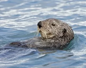 Images Dated 9th September 2009: Sea otter (Enhydra lutris) on its back, Homer, Alaska, United States of America