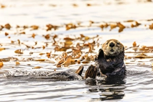 Sitka Prints: Sea otter (Enhyrda lutris), endangered species, calm waters of Sitka Sound, Sitka