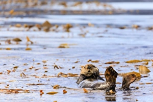 Sea otter (Enhyrda lutris), endangered species, calm waters of Sitka Sound, Sitka
