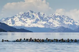 Swim Prints: Sea otters (Enhydra lutris), in the Beardslee Island Group in Glacier Bay National Park