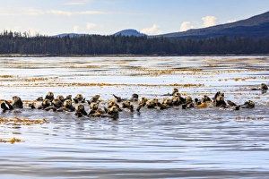 Sitka Prints: Sea otters (Enhyrda lutris), endangered species, calm waters of Sitka Sound, Sitka