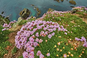Great Prints: Sea Pink flowers bloom on cliffs overlooking the ocean in May at Burgh Island along the south Devon coast in Great