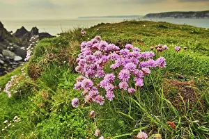 Gardening Prints: Sea Pink flowers bloom in May on cliffs overlooking the ocean on Burgh Island in south Devon
