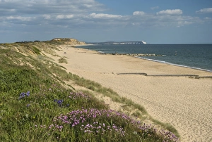 In Bloom Prints: Sea pinks, Hengistbury Head Beach