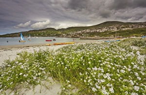 Wild Flower Prints: Sea rocket growing on the Strand at Derrynane House, Ring of Kerry, County Kerry