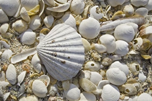 Shell Prints: Sea shells, Hebrides, Scotland, United Kingdom, Europe
