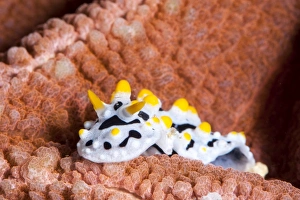 Images Dated 2nd June 2008: Sea slug (Phyllidia varicosa), Sulawesi, Indonesia, Southeast Asia, Asia