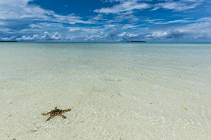 Rock Islands Prints: Sea star in the sand on the Rock islands, Palau, Central Pacific, Pacific