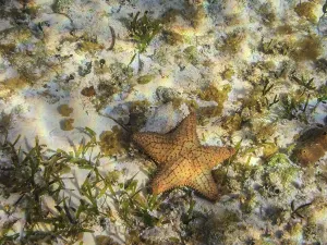 Cozumel Prints: Sea Star seen during the Palancar Gardens