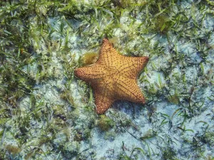 Quintana Prints: Sea Star seen during the Palancar Gardens