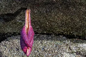 Invertebrates Prints: Sea star stranded by the low tide in Jackson Pass Provincial Marine Park