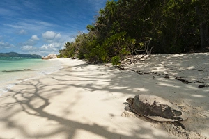 La Digue Prints: Sea turtle, Anse Source d Argent beach, La Digue, Seychelles, Indian Ocean, Africa