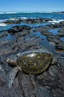 Black Sand Prints: Sea turtle (Chelonioidea), Punaluu Black Sand Beach on Big Island