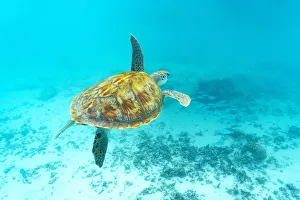 Sea turtle floating underwater over coral reef, Mauritius, Indian Ocean, Africa