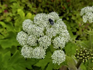 Dutch Prints: Sea-watch insect on Angelica lucida plant in Dutch Harbor