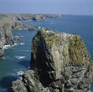 Coastal Features Prints: Seabird colony, Elegug Stacks, Pembrokeshire, Wales, United Kingdom, Europe