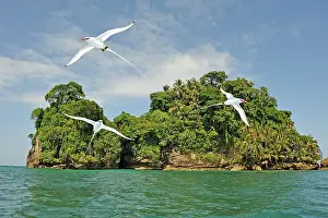 Panama Prints: Seabirds Tropicbirds, Pajaros Islet (Swan's Cay off the coast of Boca del Drago on Colon Island)