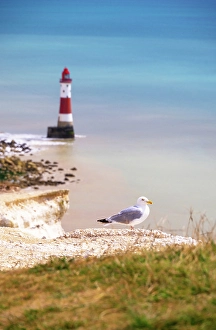 Breeze Prints: Seagull, Beachy Head chalk cliffs