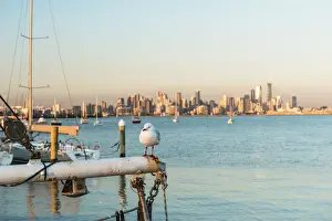 Cityscapes Prints: Seagull and City of Melbourne from Williamstown Port across Port Phillip Bay