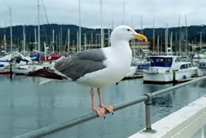 Gull Prints: Seagull, Fishermans Wharf