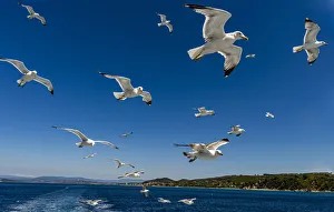 Seagulls (Laridae) flying behind a tourist boat, Mount Athos, Central Macedonia, Greece Seagulls (Laridae) flying behind a tourist boat, Mount Athos, Central Macedonia, Greece