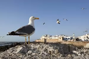 Foreground Focus Gallery: Seagulls and the medina and ramparts, Essaouira, Atlantic coast, Morocco, North Africa, Africa