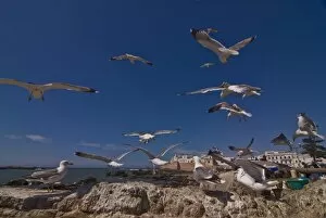 Seagulls on rocks on the coast, Essaouira, Morocco, North Africa, Africa