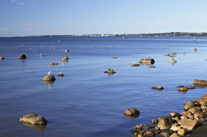 Water Birds Prints: Seagulls on rocks in Pirita Bay, Tallinn, Estonia, Baltic States, Europe