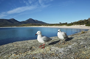 Seagulls, Wineglass Bay, Freycinet National Park, Freycinet Peninsula, Tasmania