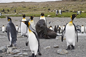 Seal and king penguins, St. Andrews Bay, South Georgia, South Atlantic Seal and king penguins, St. Andrews Bay, South Georgia, South Atlantic