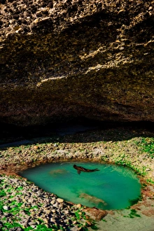 Golden Bay Prints: Seal playing in Golden Bay, Tasman Region, South Island, New Zealand, Pacific