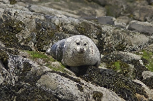 Sea Weed Prints: Seal on rocks, United Kingdom, Europe