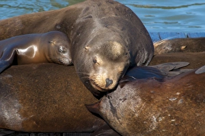 Pier 39 Prints: Sealions, Pier 39, San Francisco, California, United States of America, North America