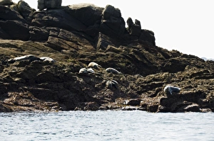 Seals, Eastern Rocks
