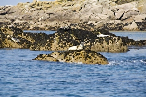 Seals, Eastern Rocks