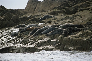 Seals on the Western Rocks