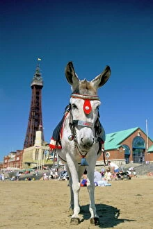 Portraiture Collection: Seaside donkey on beach with Blackpool tower behind, Blackpool, Lancashire