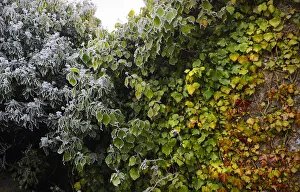 Connacht Prints: Four seasons in one image as frost forms on green vines, Galway, Connacht