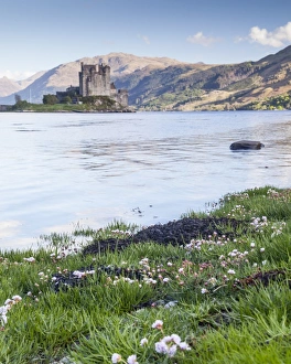 Seathrift flowers in front of Eilean Donan castle and Loch Duich, Highlands, Scotland, United Kingdom, Europe