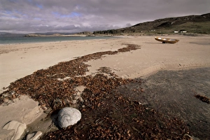 Algae Prints: Seaweed on beach