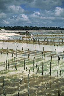 Sea Weed Prints: Seaweed crop, Zanzibar, Tanzania, East Africa, Africa