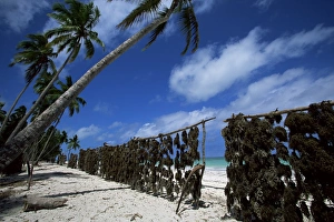 Tanzanian Prints: Seaweed drying in the sun, Uroa beach, Zanzibar, Tanzania, East Africa, Africa